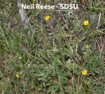 Rosaceae: Potentilla pulcherrima