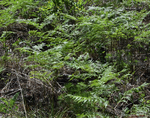 Dennstaedtiaceae: Pteridium aquilinum