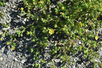 Rosaceae: Potentilla supina ssp. paradoxa