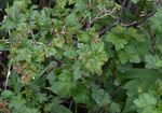 Grossulariaceae: Ribes lacustre