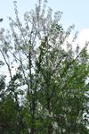 Fabaceae: Robinia pseudoacacia