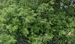 Rosaceae: Rosa blanda