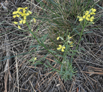 Brassicaceae: Sisymbrium altissimum