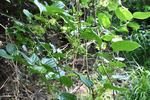 Smilacaceae: Smilax rotundifolia