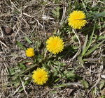 Asteraceae: Taraxacum officinale