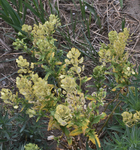 Brassicaceae: Thlaspi arvense