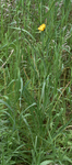 Asteraceae: Tragopogon pratensis