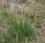 Juncaginaceae: Triglochin maritima L.