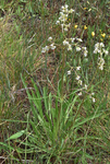 Valerianaceae: Valeriana edulis by R. Neil Reese