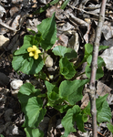 Violaceae: Viola eriocarpa by R. Neil Reese