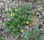 Violaceae: Viola nuttallii by R. Neil Reese