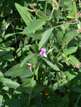 Fabaceae: Desmodium canadense by R. Neil Reese