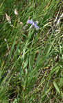 Asteraceae: Lactuca pulchella