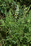Fabaceae: Melilotus albus by R. Neil Reese