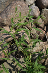 Polygonaceae: Polygonum lapathifolium by R. Neil Reese