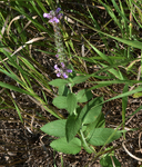 : Lamiaceae: Teucrium canadense by R. Neil Reese