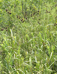 Cyperaceae: Scirpus atrovirens
