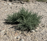 Chenopodiaceae: Halogeton glomeratus