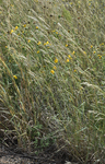 Poaceae: Andropogon hallii by R. Neil Reese