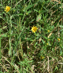 Asteraceae: Bidens cernua by R. Neil Reese