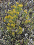 Asteraceae: Chrysothamnus viscidiflorus by R. Neil Reese