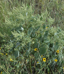 Asteraceae: Cyclachaena xanthiifolia by R. Neil Reese