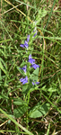 Campanulaceae: Lobelia siphilitica by R. Neil Reese