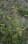 Onagraceae: Oenothera rhombipetala by R. Neil Reese