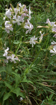 Caryophyllaceae: Saponaria officinalis by R. Neil Reese