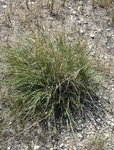 Poaceae: Sporobolus airoides by R. Neil Reese