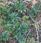 Ericaceae: Chimaphila umbellata by R. Neil Reese