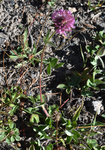 Fabaceae: Trifolium pratense