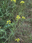 Brassicaceae: Sisymbrium loeselii by R. Neil Reese